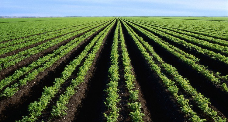 Nesstone agribusiness investment